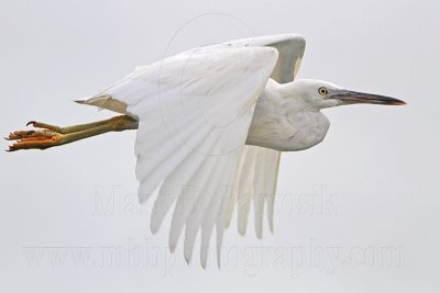 Eastern Reef Egret intermediate morph - white phase with dark feathers - on wing - Top End, Northern Territory, Australia