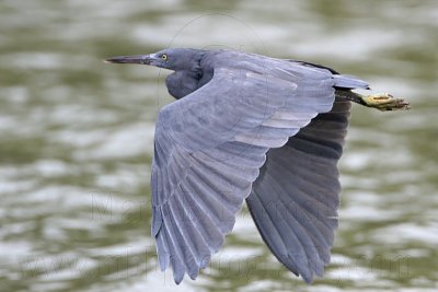 _MG_9552 Eastern Reef Egret.jpg