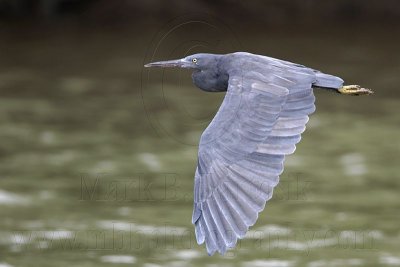 _MG_9562 Eastern Reef Egret.jpg