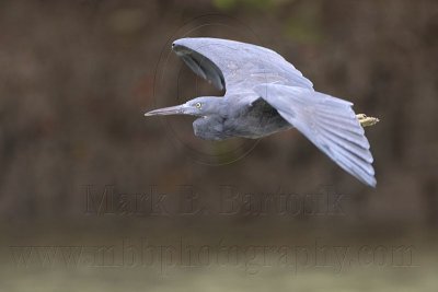 _MG_9571 Eastern Reef Egret.jpg