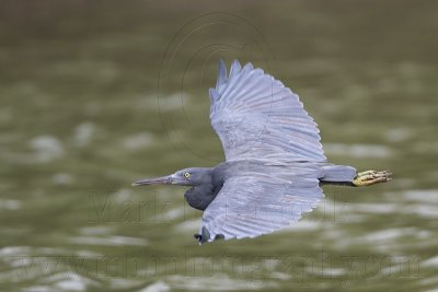 _MG_9606 Eastern Reef Egret.jpg