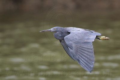 _MG_9635 Eastern Reef Egret.jpg