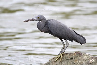 _MG_9724 Eastern Reef Egret.jpg