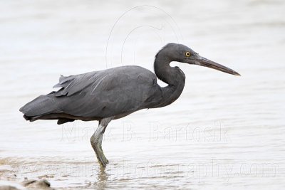 _MG_9996 Eastern Reef Egret.jpg