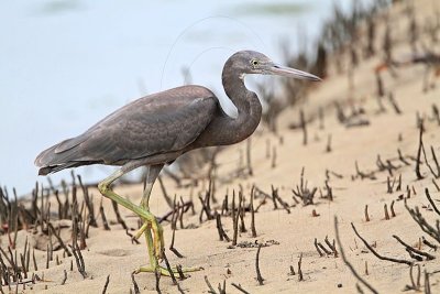 _MG_4360 Eastern Reef Egret.jpg