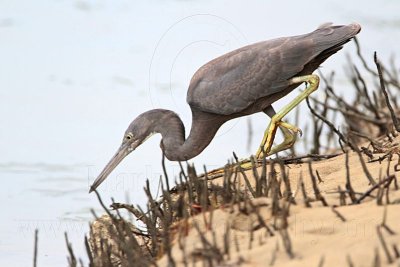 _MG_4364 Eastern Reef Egret.jpg