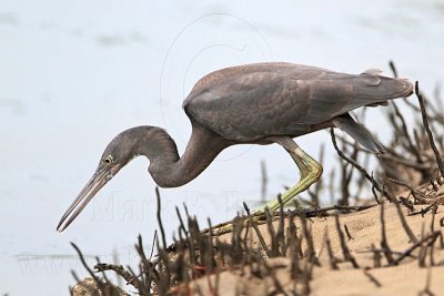 _MG_4370 Eastern Reef Egret.jpg