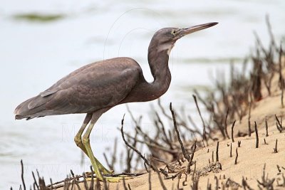 _MG_4390 Eastern Reef Egret.jpg