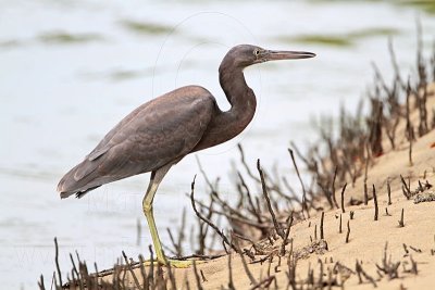 _MG_4394 Eastern Reef Egret.jpg