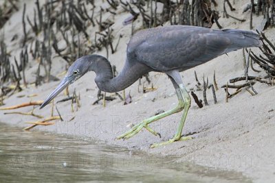 _MG_4411 Eastern Reef Egret.jpg