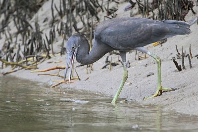 _MG_4413 Eastern Reef Egret.jpg