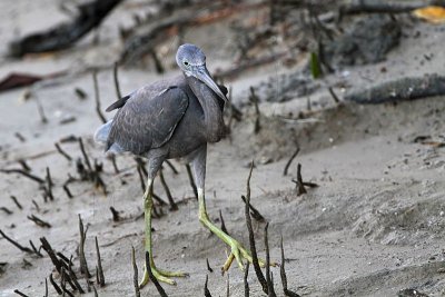 _MG_8533 Eastern Reef Egret.jpg