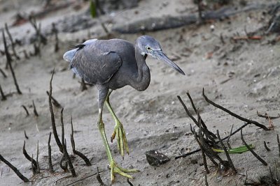 _MG_8537 Eastern Reef Egret.jpg
