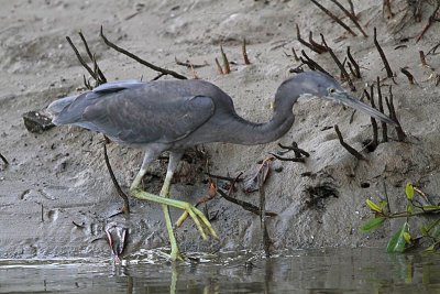 _MG_8546 Eastern Reef Egret.jpg