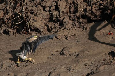Striated Heron aggressive and defensive display postures - Top End, Northern Territory, Australia