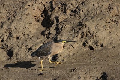 _MG_2241 Striated Heron.jpg