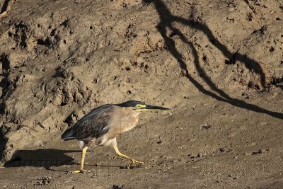 _MG_2243 Striated Heron.jpg