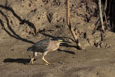 _MG_2248 Striated Heron.jpg
