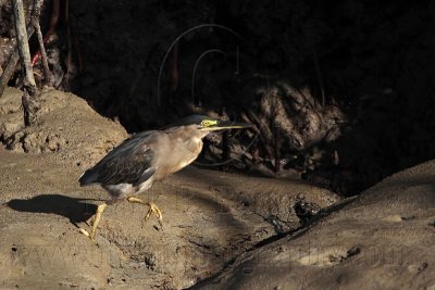 _MG_2253 Striated Heron.jpg