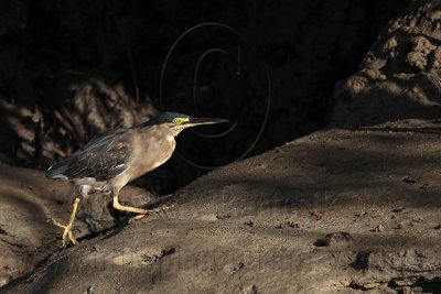 _MG_2255 Striated Heron.jpg