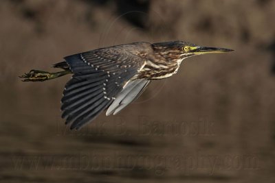 Striated Heron juvenile on wing - Top End, Northern Territory, Australia