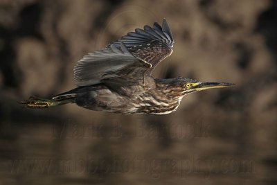 _MG_2354 Striated Heron.jpg