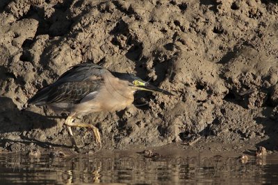 _MG_2562 Striated Heron.jpg
