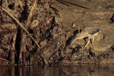_MG_3271 Striated Heron.jpg