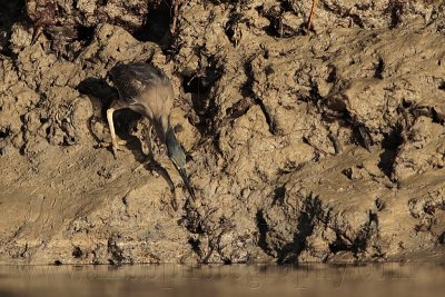 _MG_3331 Striated Heron.jpg