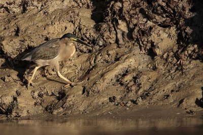 _MG_3344 Striated Heron.jpg