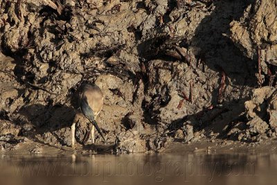 _MG_3365 Striated Heron.jpg