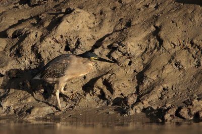 _MG_3444 Striated Heron.jpg