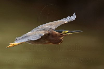 _MG_9873 Striated Heron.jpg