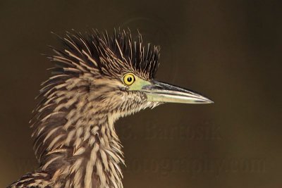 _MG_8393 Nankeen Night-Heron.jpg