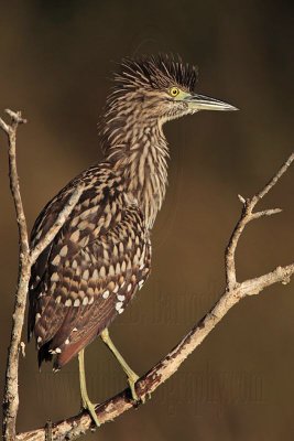 _MG_8394 Nankeen Night-Heron.jpg