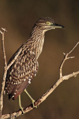 Nankeen Night-Heron juvenile - Top End, Northern Territory, Australia