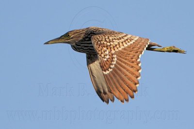 Nankeen Night-Heron juvenile on wing - Top End, Northern Territory, Australia