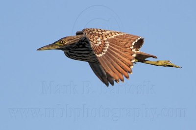 _MG_8505 Nankeen Night-Heron.jpg