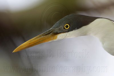 _MG_1456crop Pied Heron.jpg