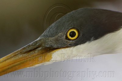 _MG_1456crop2 Pied Heron.jpg