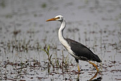 _MG_1523 Pied Heron.jpg