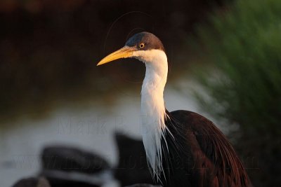 _MG_7377 Pied Heron.jpg