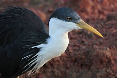 _MG_7456 Pied Heron.jpg