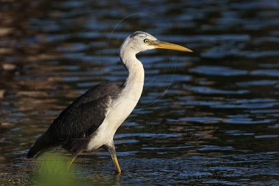 _MG_8437 Pied Heron.jpg