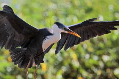 _MG_7422 Pied Heron.jpg