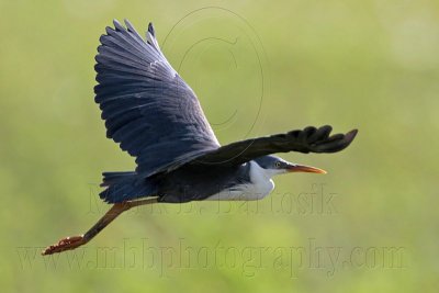 Pied Heron on wing - Top End, Northern Territory, Australia