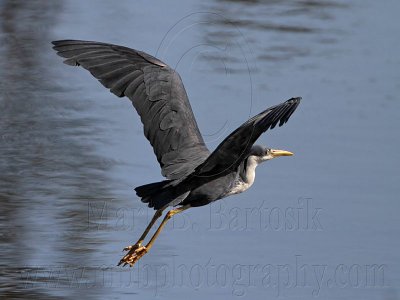 _MG_7597 Pied Heron.jpg