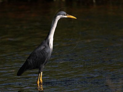 _MG_8629 Pied Heron.jpg