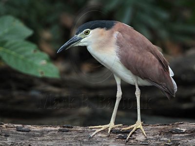 _MG_6774 Nankeen Night-Heron.jpg