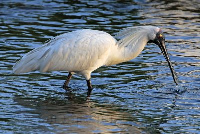 _MG_7869 Royal Spoonbill.jpg